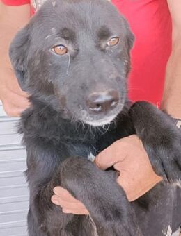 VALERIE - Zuhause gesucht - Konstanz