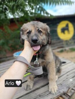 Arlo sucht ein liebevolles Zuhause! - Linden (Hessen)