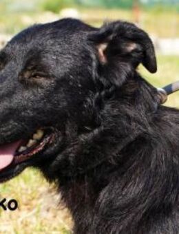 Koko Ein Hund mit Potenzial - Kissing