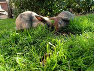 Kaninchen Böckchen zwei zahme mit großem Käfig - Gütersloh Niehorst