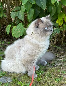 Angebot als Deckkater (Britisch Langhaar) - München