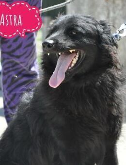 Astra ein feines Mädchen - Mannheim