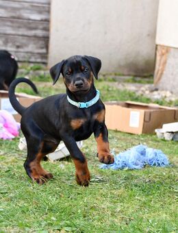 Dobermann Welpen 2 Rüden 1Hündin - Breddin