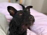 Bonny sucht liebes Zuhause - Freilassing