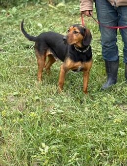 Ich heiße Leo ... mit Video - Frankfurt (Main)