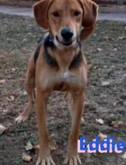 Eddie 05/23 - Schlappohr sucht - Heppenheim (Bergstraße)