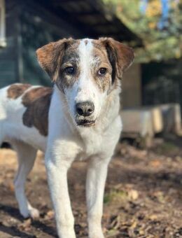 LILOU - pure Niedlichkeit sucht zu Hause - Aerzen