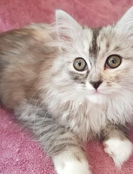1 Siebirische Waldkatze-Perser/Regdoll kitten - Borkow