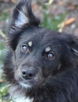 Kleiner SIMON sucht Zuhause - Gefrees