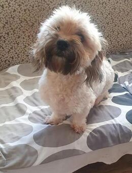 ❤️ Denis - ein Traum von Hund ❤️ - Overath