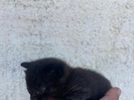 Schwarzes Katzenbaby - Hohenmölsen