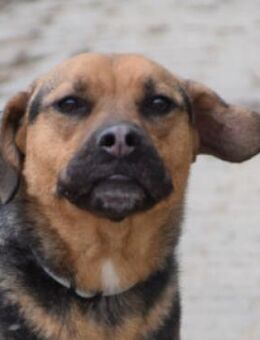 Persil - neugierig & verschmust - Lohmar