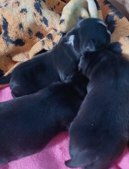 Unsere 3 Chihuahua/Mops Welpen suchen ab November ein zu Hause für Immer - Golchen