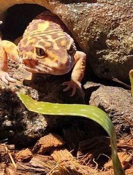 Leopardgecko zu verkaufen mit Terrarium - Thurmansbang