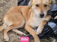 Bibi und Tina - traurige Geschichte - Berlin