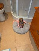 Chihuahua mix Dame schweren Herzens ❤️ abgeben in 34590