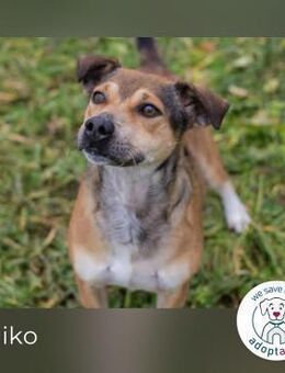 Maiko: Charmeur auf vier Pfoten - Kirchzell