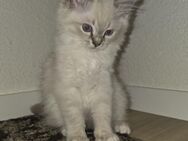 Ragdoll x Cashmere-Bengal Kitten - Oberharz am Brocken Benneckenstein