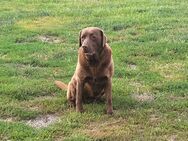 Labrador Retriever - Wittenberg (Lutherstadt)