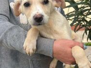 Serena im Tierheim Sulzbach - Bad Vilbel