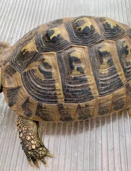 Weibliche Griechische Landschildkröte (Testudo hermanni-hermanni) - Weil (Rhein) Zentrum