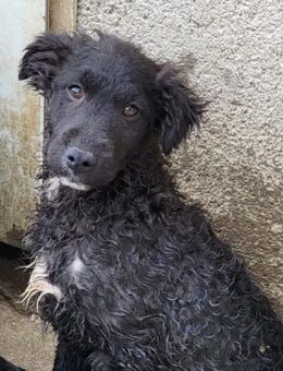 Flynn 💗offener, verspielter Hundejunge - Hamburg