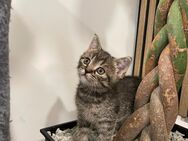 Reinrassige BKH Kitten - Zwei zauberhafte Geschwister suchen ein Zuhause - Süßen Zentrum