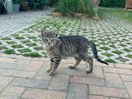 Kater kitten Kätzchen - Britz