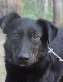 Dori - freundlich & etwas schüchtern - Lohmar