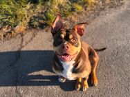 American bully (Mädchen) - Braunschweig Zentrum