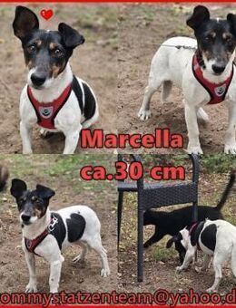 Marcella hat nicht viel Gutes erlebt - Schafflund
