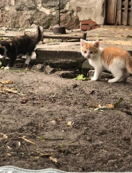 Roten Kater abzugeben - Möckern (Sachsen-Anhalt)