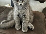 BKH Kitten sucht neues zu hause - Philippsburg