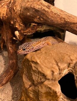 Gecko „Nugget“ - Soest