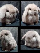 Verkaufe aus meiner Hobbyzucht Minilops/Zwergwidder in 38543