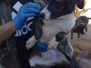 Lotta wartet im Tierheim - Köln