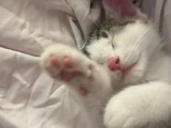 Katzenabgabe mit Kontakt- und Beteiligungswunsch - Düsseldorf