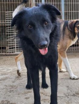 Duke 💗 junger, verspielter Hundebub! - Hamburg