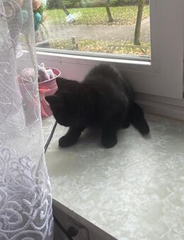 Kitten - Hamburg Altona