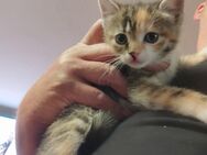 Katzenbabys suchen ein neues zu Hause - Ofterdingen