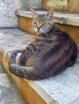 Liebe Hinki sucht passendes Zuhause - Margetshöchheim