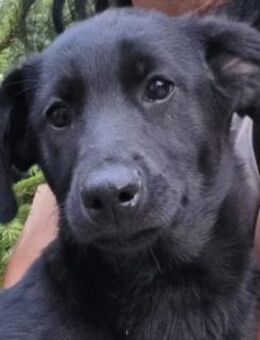 Wundervolle Junghündin Holly - Kallmünz