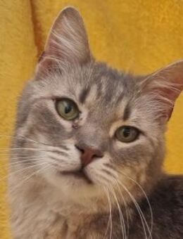 MILO-wunderschöner, getigerter Kater - Rösrath