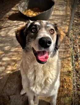 MELODY - liebe, wunderschöne Hündin - Kallmünz