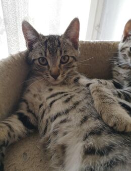 Kitten, Fichtelgebirge, Katzenbaby - Marktleuthen Zentrum