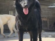 Duke 💗 junger, verspielter Hundebub! - Hamburg