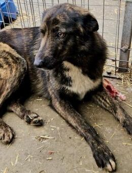 MOLLY - freundlich, aufgeschlossen - Weilheim (Oberbayern)