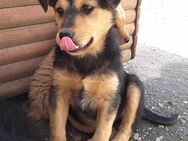 Kleine💕Tamina💕sucht ihre Menschen - Freilassing