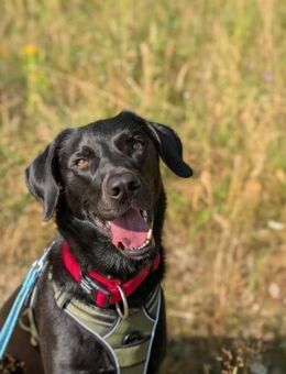 Harley sucht sein zu Hause - Krefeld