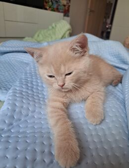 BKH Kitten - Iserlohn